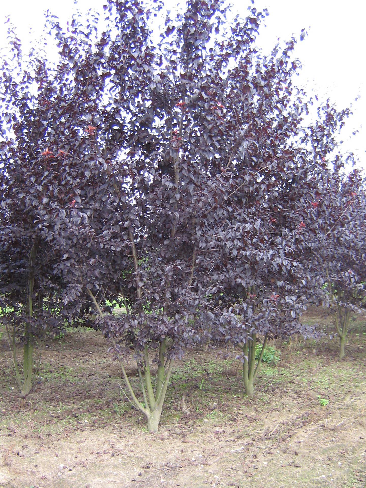 Prunus cerasifera Nigra_18